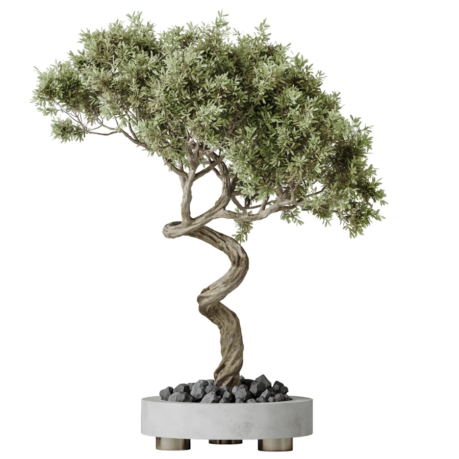 AV Indoor Plants Set 458 Ravenala Banana and Wilsonii Chemlali Olive and Alnus Glutinosa - Image 5