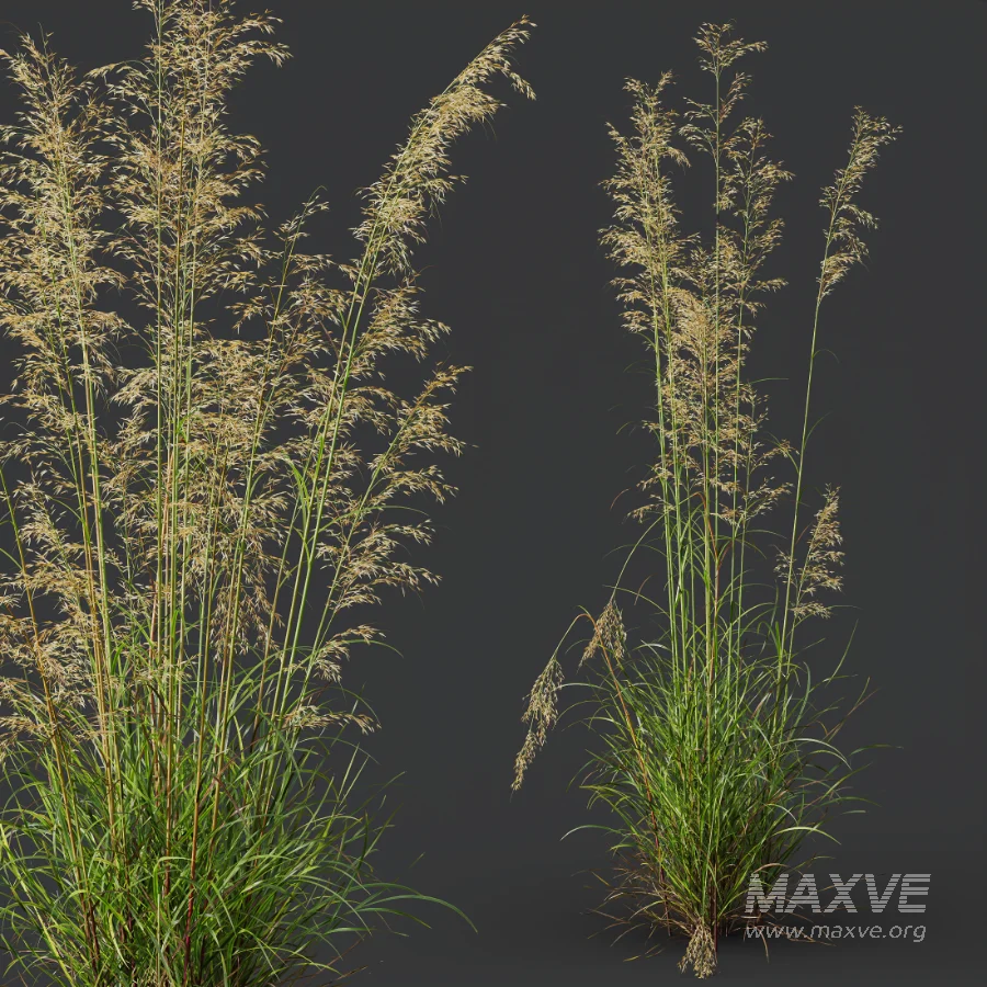 AV Celtica Gigantea Stipa Golden Oats and Stipa Tenuissima Ostnica Mocna Pony Tails - Image 4