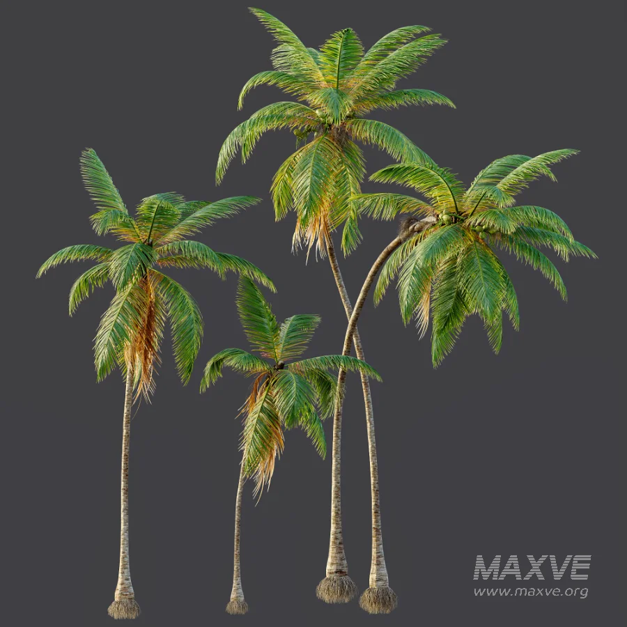 AV Cocos Nucifera palms - Image 8