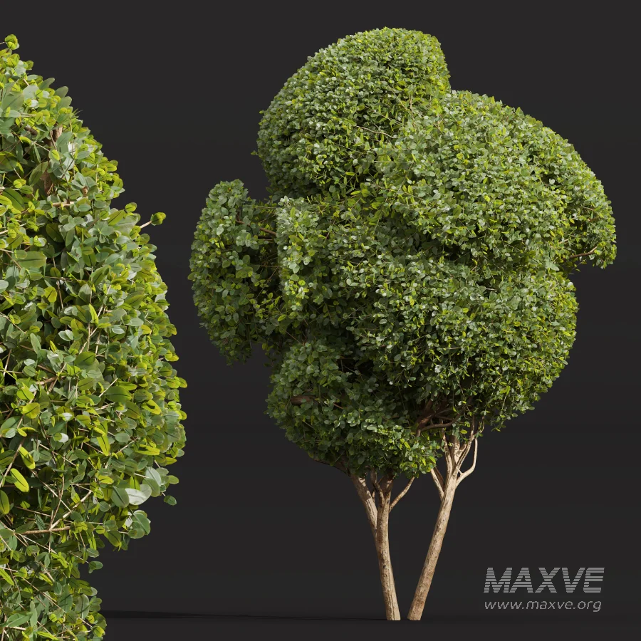 AV Ficus Concinna Bonsai Pruned and Ligustrum Quihoui Privet Pruned Box - Image 6