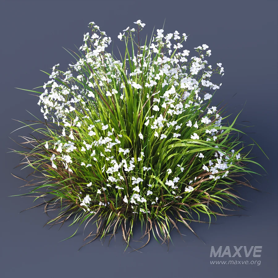 ntal grasses. These elegant groundcover species are valued for their refined texture, compact growth habit, and exceptional versatility in contemporary landscape architecture, Japanese gardens, urban parks, courtyards, and high-end residential projects. - Image 10