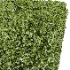 AV Ficus Concinna Bonsai Pruned and Ligustrum Quihoui Privet Pruned Box - Thumbnail 2