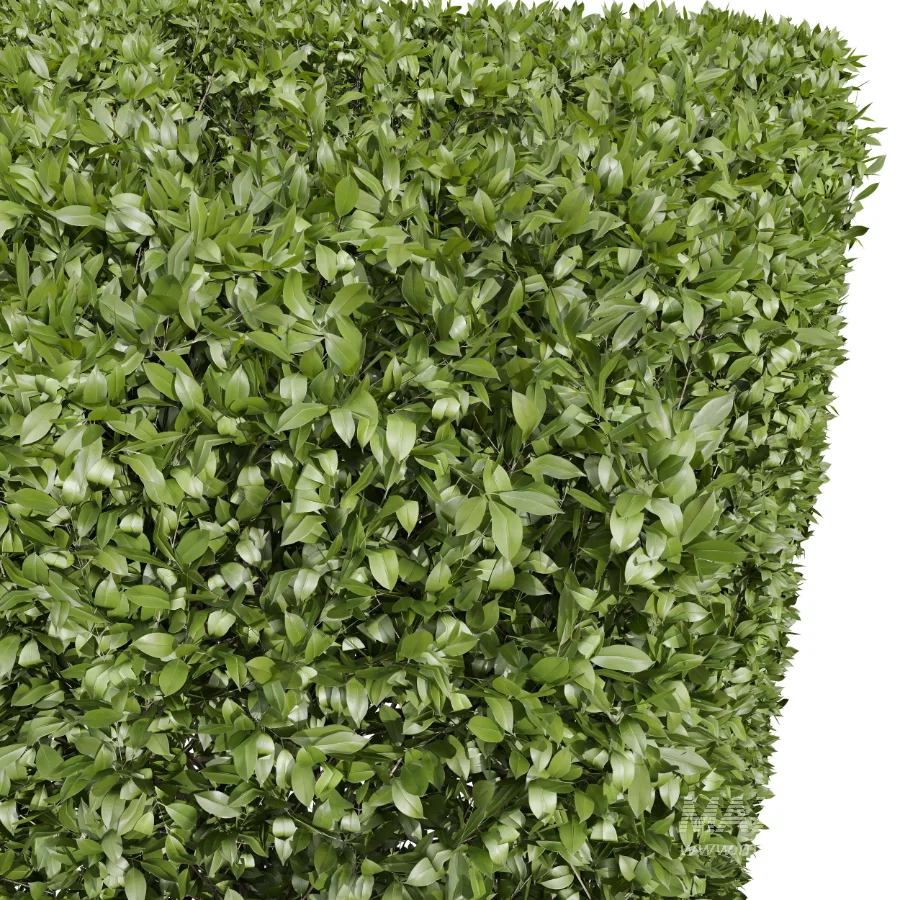 AV Ficus Concinna Bonsai Pruned and Ligustrum Quihoui Privet Pruned Box - Image 2