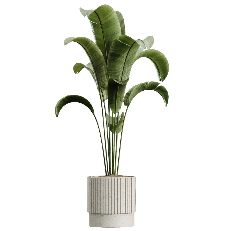 AV Indoor Plants Set 459 Chemlali Olive and Cat Reed Palm and China Orange Tree and Ficus Dracaena Marginata and Ravenala Banana - Image 1