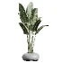 AV Indoor Plants Set 469 Rhapis Lady Palm and Chemlali Olive and Bird Of ParadiseBird and Ficus Elastica - Thumbnail 2