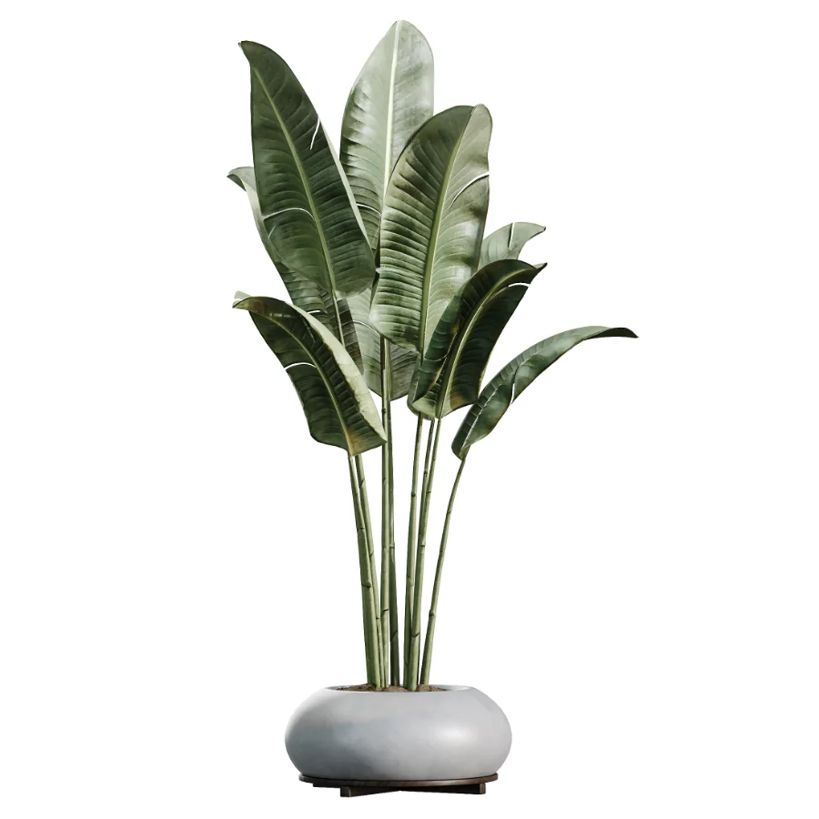 AV Indoor Plants Set 469 Rhapis Lady Palm and Chemlali Olive and Bird Of ParadiseBird and Ficus Elastica - Image 2