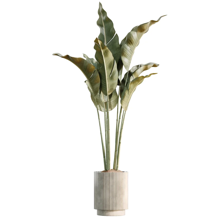 AV Indoor Plants Set 461 Yucca Elephantipe and Cat Reed Palm and Bird Of Paradise and Schefflera Arboricola - Image 2