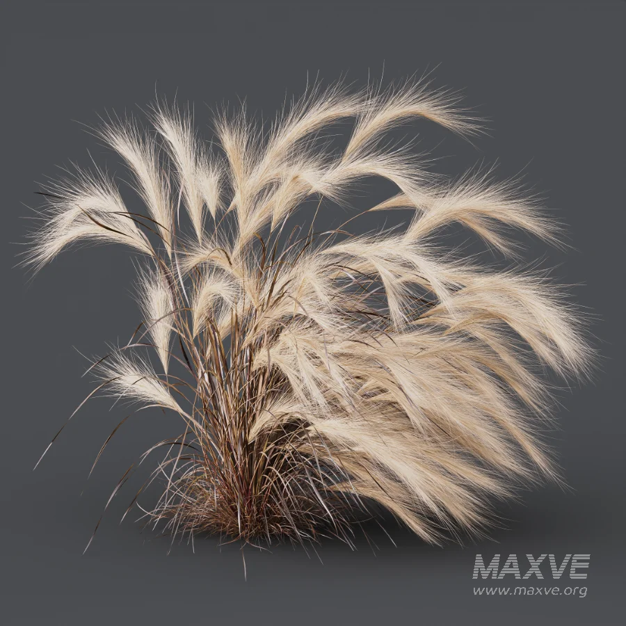 AV Carex Testacea Orange Sedge Grass Prairie Fire and Nassella Tenuissima fall - Image 5