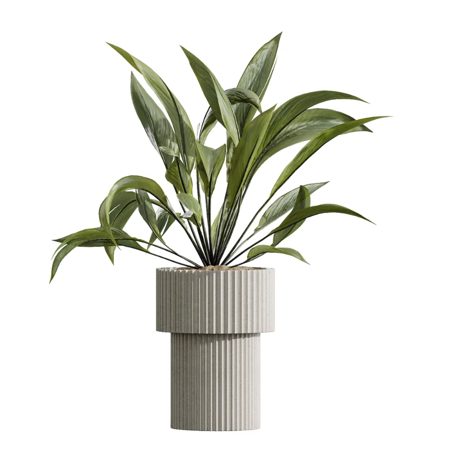 AV Indoor Plants Set 456 Wilsonii Chemlali Olive and Mission Olive Tree and Rhapis Lady Palm and Spathiphyllum Wallisii - Image 3