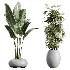 AV Indoor Plants Set 469 Rhapis Lady Palm and Chemlali Olive and Bird Of ParadiseBird and Ficus Elastica - Thumbnail 7