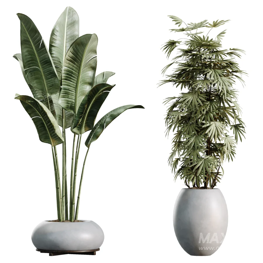 AV Indoor Plants Set 469 Rhapis Lady Palm and Chemlali Olive and Bird Of ParadiseBird and Ficus Elastica - Image 7