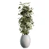 AV Indoor Plants Set 469 Rhapis Lady Palm and Chemlali Olive and Bird Of ParadiseBird and Ficus Elastica - Thumbnail 5