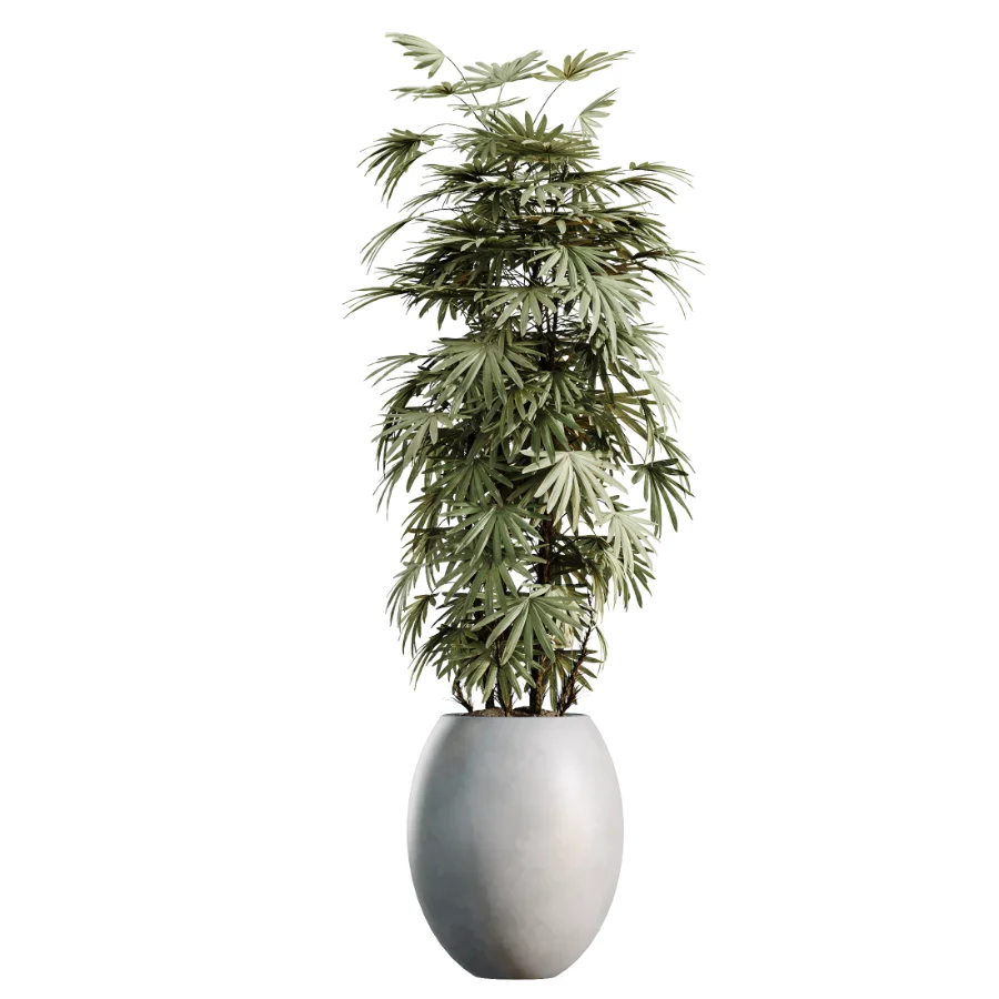 AV Indoor Plants Set 469 Rhapis Lady Palm and Chemlali Olive and Bird Of ParadiseBird and Ficus Elastica - Image 5