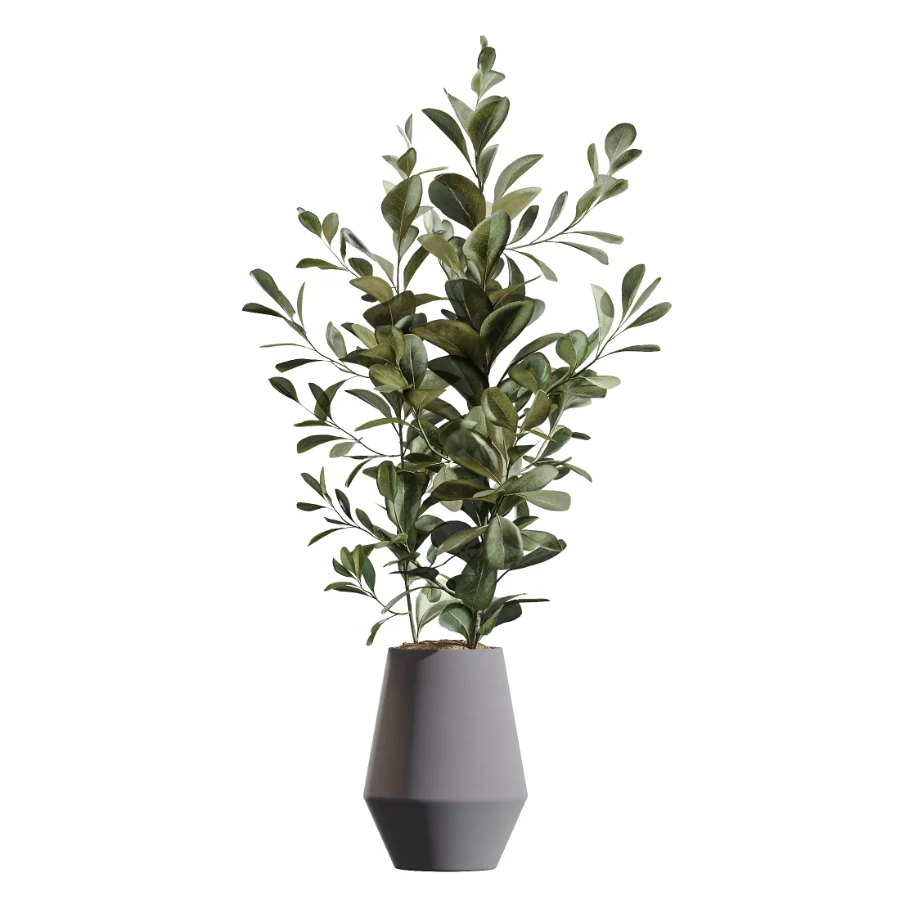 AV Indoor Plants Set 454 Chemlali Olive Tree and Bird Of ParadiseBird and Ficus microcarpa and Ficus Dracaena Marginata - Image 1