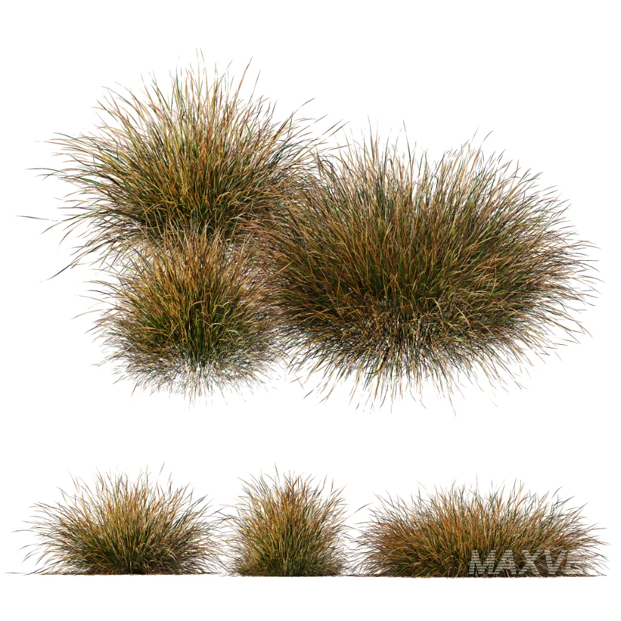 AV Stipa Tenuissima Ostnica Mocna Pony Tails and Carex Testacea Orange Sedge Grass Prairie Fire - Image 4