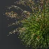 AV Molinia Caerulea Heidebraut Kleines Pfeifengras - Thumbnail 4