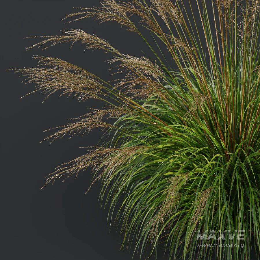 AV Molinia Caerulea Heidebraut Kleines Pfeifengras - Image 4