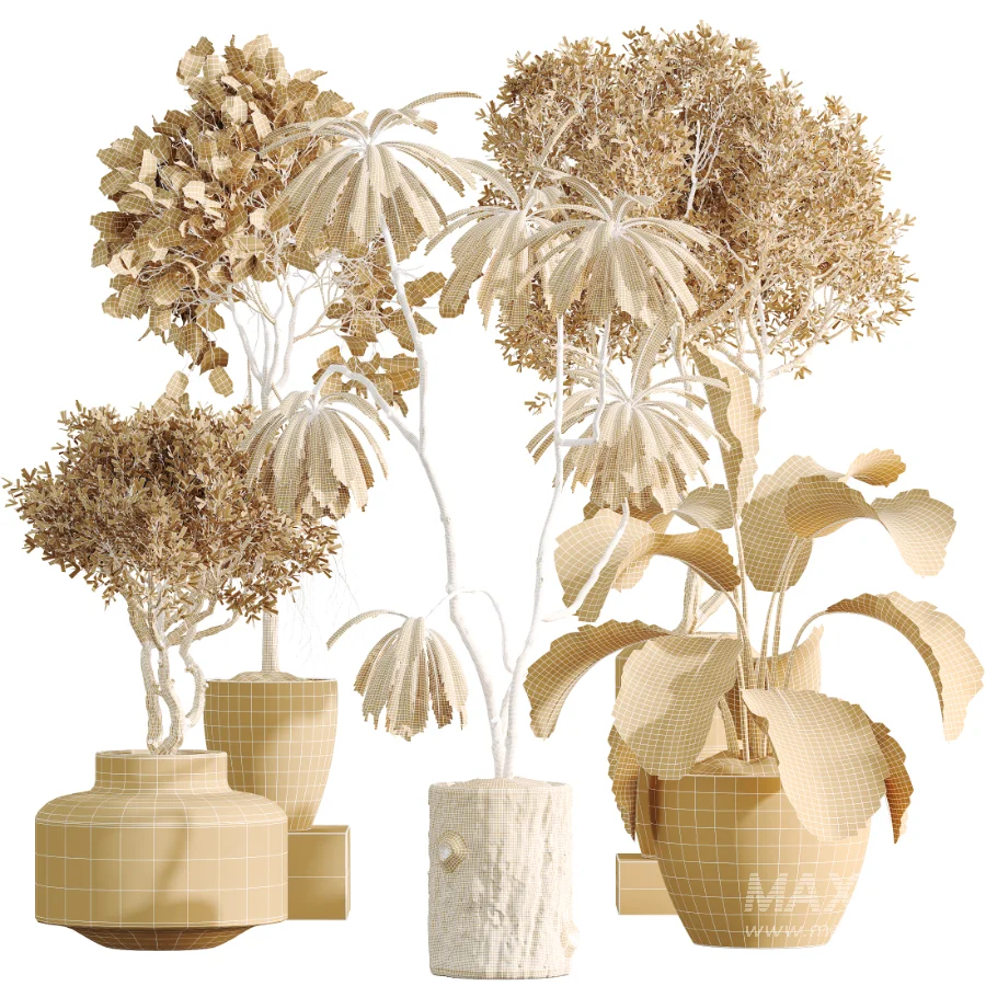 AV Indoor Plants Set 460 Ficus Cyathistipul and Calathea Lutea and Chemlali Olive and Ficus Benjamina African Fig - Image 9
