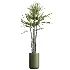 AV Indoor Plants Set 466 Dracaena Warneckii Lime Cane and Ficus microcarpa and Rhapis Lady Palm and Ravenala Banana and Chemlali Olive - Thumbnail 4