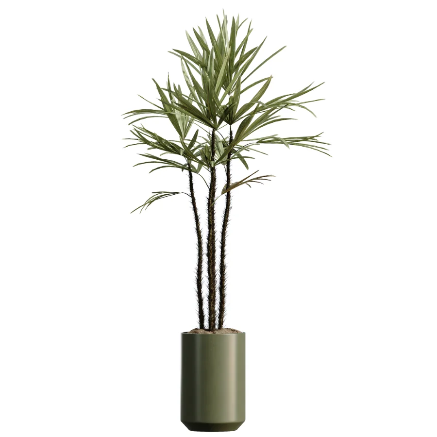 AV Indoor Plants Set 466 Dracaena Warneckii Lime Cane and Ficus microcarpa and Rhapis Lady Palm and Ravenala Banana and Chemlali Olive - Image 4
