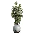 AV Indoor Plants Set 469 Rhapis Lady Palm and Chemlali Olive and Bird Of ParadiseBird and Ficus Elastica - Thumbnail 3
