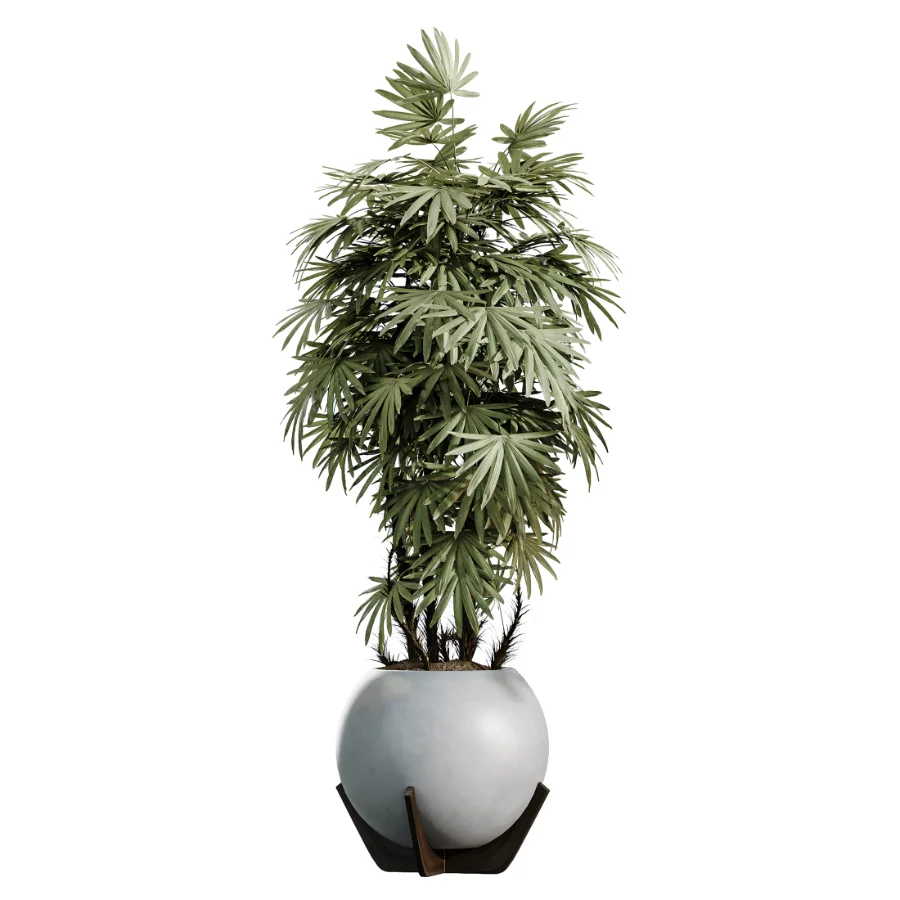 AV Indoor Plants Set 469 Rhapis Lady Palm and Chemlali Olive and Bird Of ParadiseBird and Ficus Elastica - Image 3
