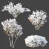 AV Winter Plant Snow Myrtle flower Winter and Snow Quihoui Privet - Thumbnail 1