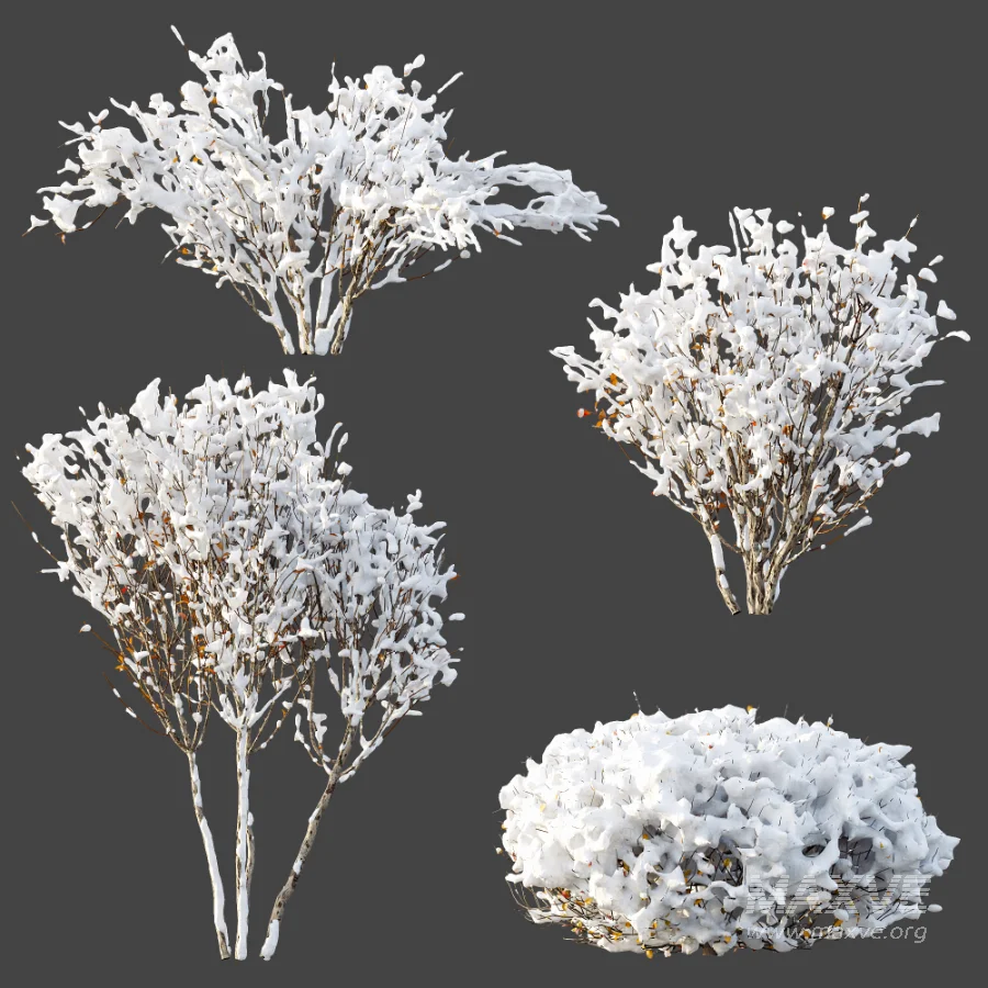 AV Winter Plant Snow Myrtle flower Winter and Snow Quihoui Privet - Image 1