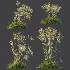 AV Celtica Gigantea Stipa Golden Oats - Thumbnail 7