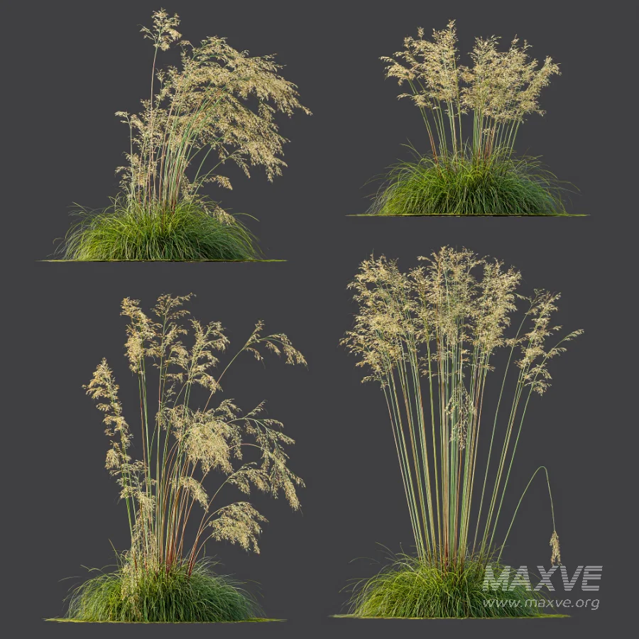 AV Celtica Gigantea Stipa Golden Oats - Image 7