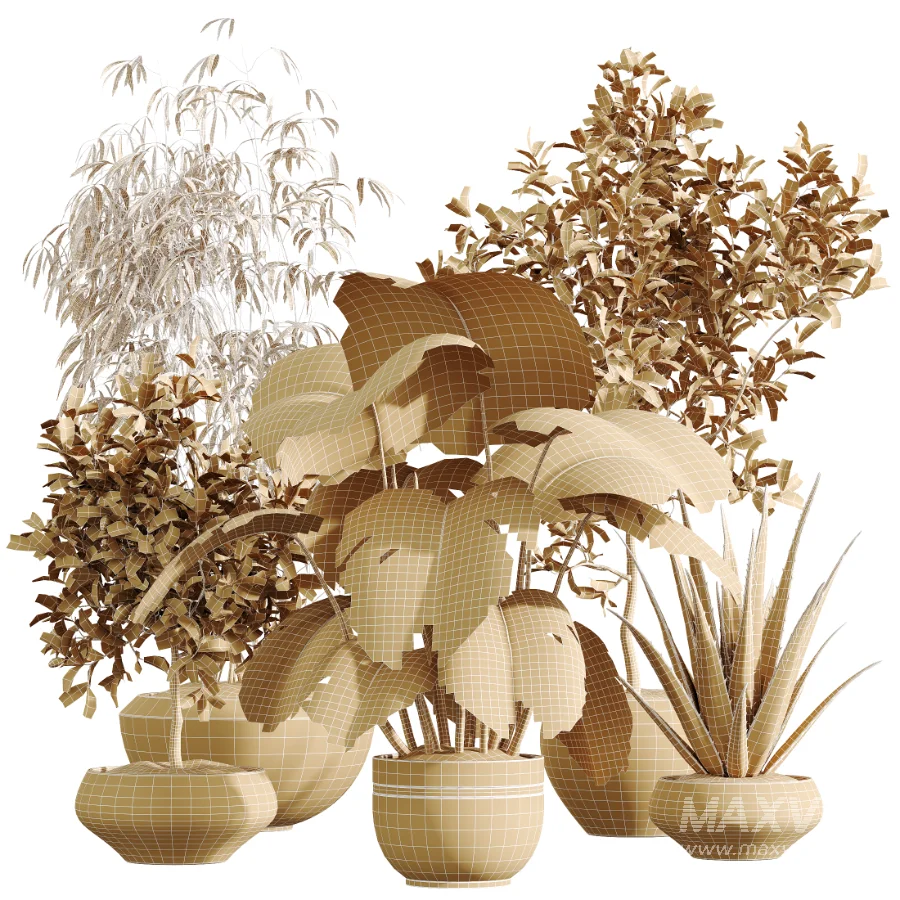 AV Indoor Plants Set 453 Briful Pachira and Elegant Monstera and Aloe Vera Succulents and Ficus Dracaena Marginata - Image 11