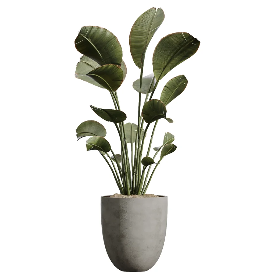 AV Indoor Plants Set 449 Ficus Dracaena Marginata and Ravenala Banana and Spineless Yucca - Image 4