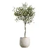 AV Indoor Plants Set 451 Olive Elegant and Ficus Dracaena Marginata and Cyara Areca Palm - Thumbnail 5