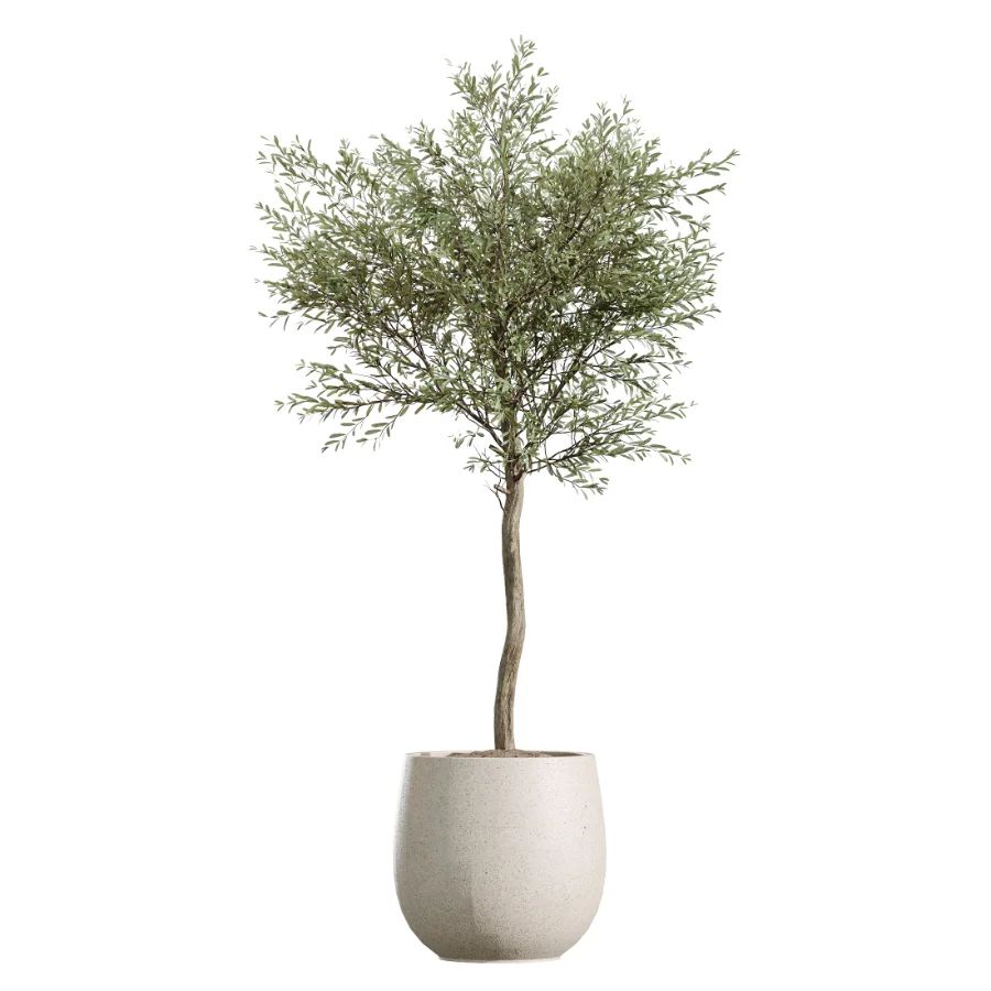 AV Indoor Plants Set 451 Olive Elegant and Ficus Dracaena Marginata and Cyara Areca Palm - Image 5