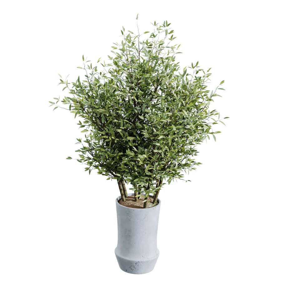 AV Indoor Plants Set 457 Olive Eucalyptus and Bird Of Paradise and Chemlali Olive and Snake Sansevieria - Image 6