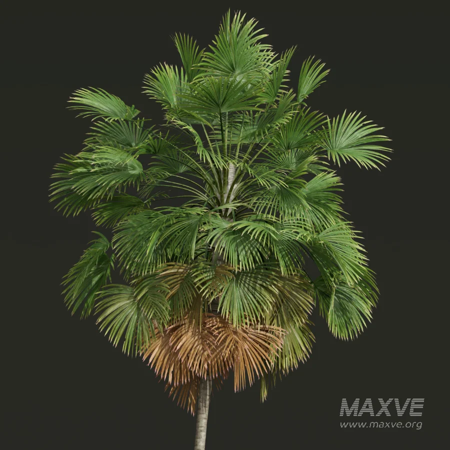 AV Borassus Flabellifer and Cocos Nucifera Windy palms - Image 6