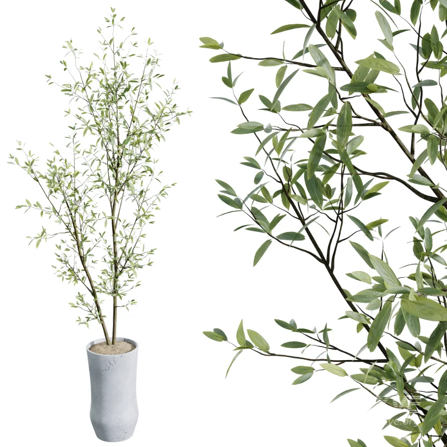 AV Indoor Plants Set 457 Olive Eucalyptus and Bird Of Paradise and Chemlali Olive and Snake Sansevieria - Image 1