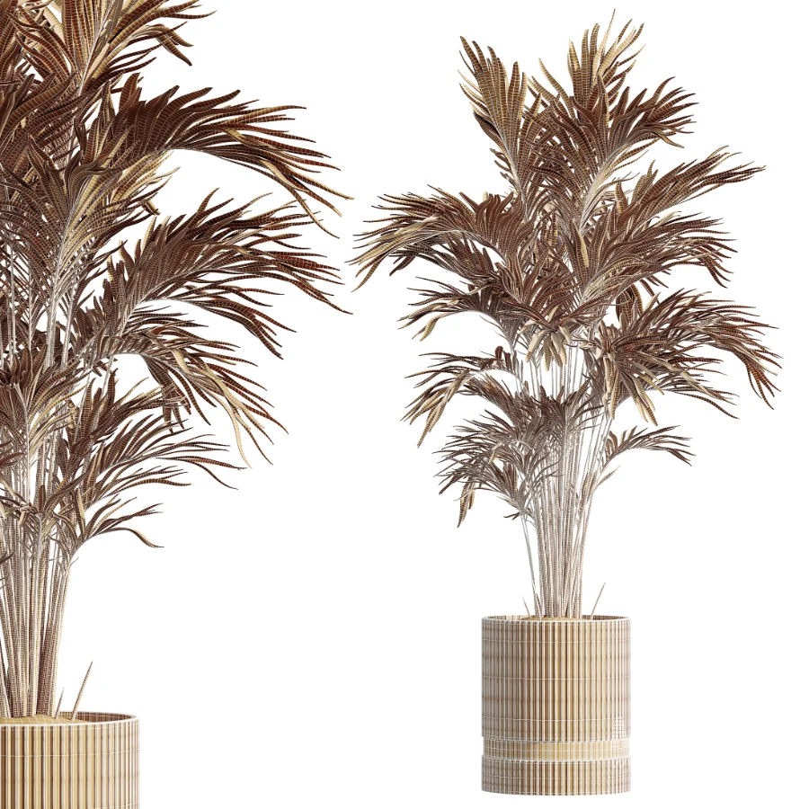 AV Indoor Plants Set 459 Chemlali Olive and Cat Reed Palm and China Orange Tree and Ficus Dracaena Marginata and Ravenala Banana - Image 11