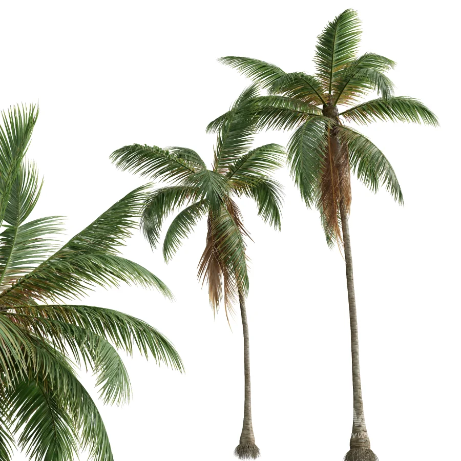 AV Cocos Nucifera palms - Image 7