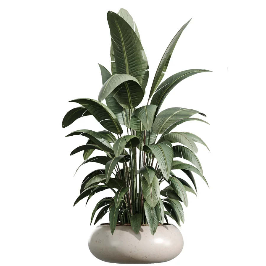 AV Indoor Plants Set 454 Chemlali Olive Tree and Bird Of ParadiseBird and Ficus microcarpa and Ficus Dracaena Marginata - Image 3