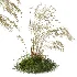 AV Celtica Gigantea Stipa Golden Oats - Thumbnail 3