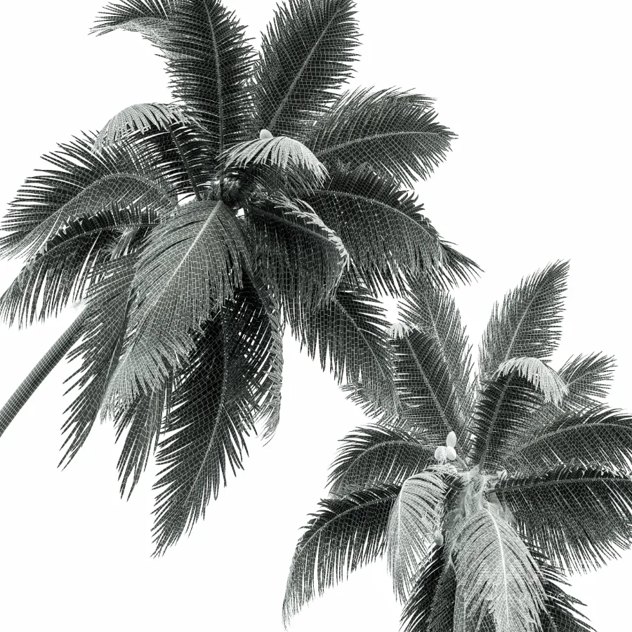 AV Cocos Nucifera palms - Image 10