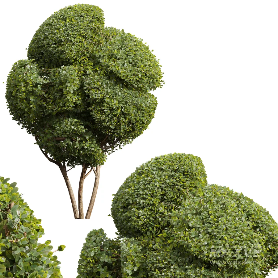 AV Ficus Concinna Bonsai Pruned and Ligustrum Quihoui Privet Pruned Box - Image 4