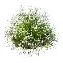 ntal grasses. These elegant groundcover species are valued for their refined texture, compact growth habit, and exceptional versatility in contemporary landscape architecture, Japanese gardens, urban parks, courtyards, and high-end residential projects. - Thumbnail 7