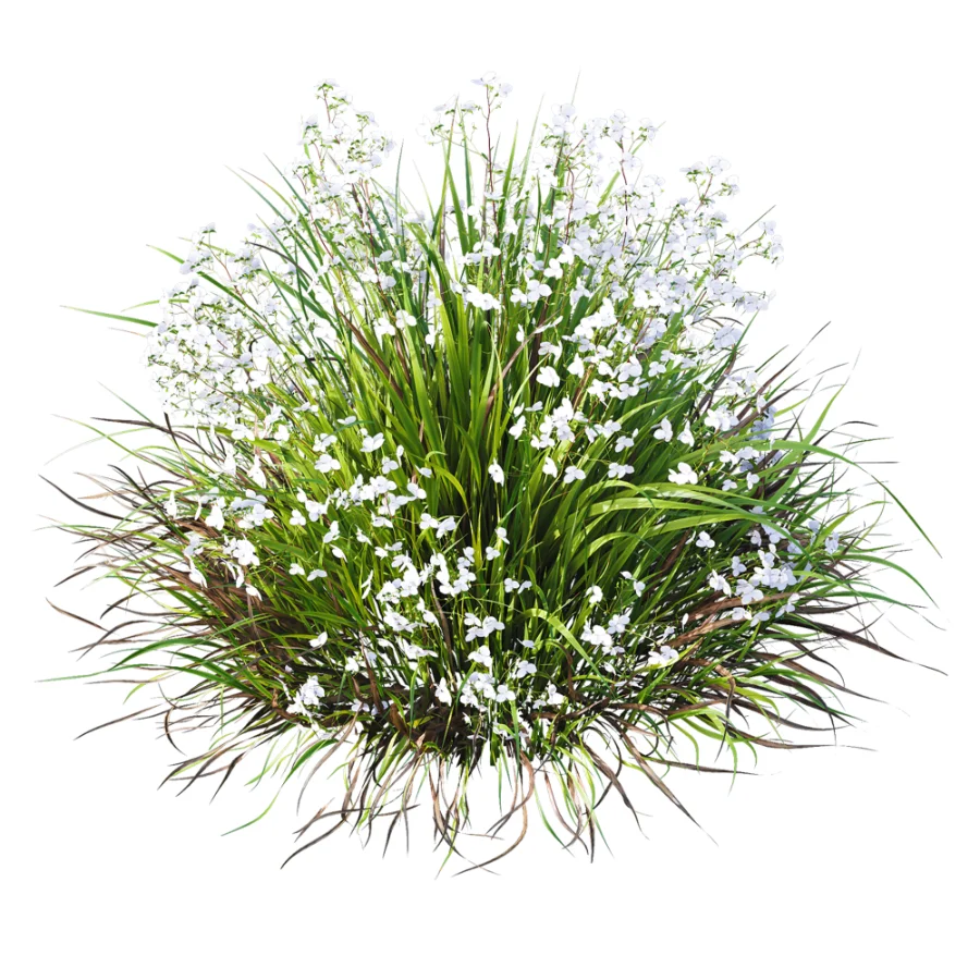 ntal grasses. These elegant groundcover species are valued for their refined texture, compact growth habit, and exceptional versatility in contemporary landscape architecture, Japanese gardens, urban parks, courtyards, and high-end residential projects. - Image 7