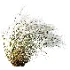 AV Celtica Gigantea Stipa Golden Oats and Stipa Tenuissima Ostnica Mocna Pony Tails - Thumbnail 10