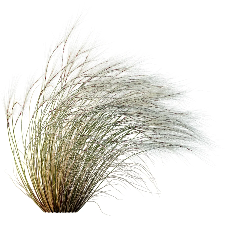 AV Celtica Gigantea Stipa Golden Oats and Stipa Tenuissima Ostnica Mocna Pony Tails - Image 10