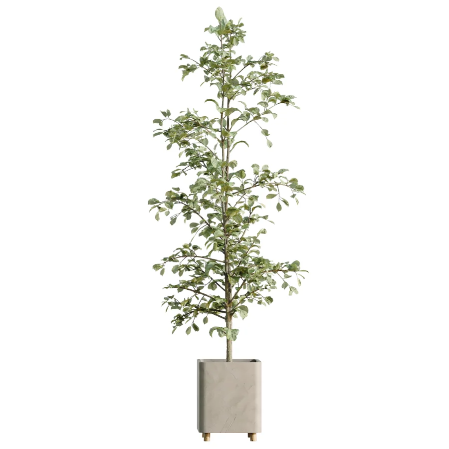 AV Indoor Plants Set 458 Ravenala Banana and Wilsonii Chemlali Olive and Alnus Glutinosa - Image 2