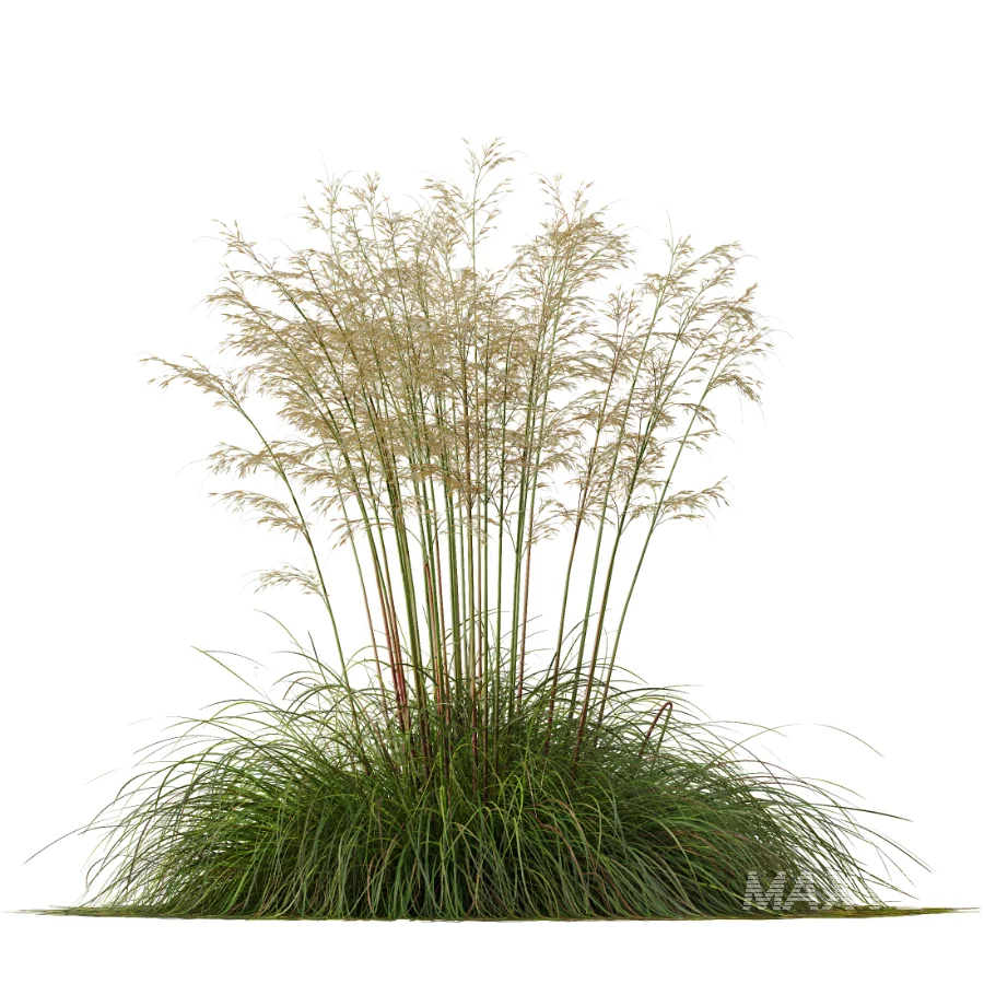 AV Celtica Gigantea Stipa Golden Oats - Image 2
