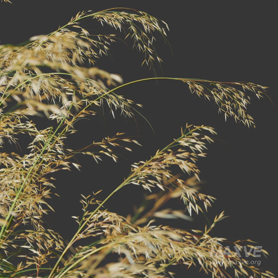 AV Celtica Gigantea Stipa Golden Oats and Carex Elata Aurea Grass - Image 2